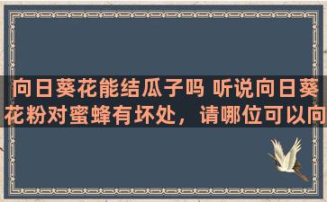 向日葵花能结瓜子吗 听说向日葵花粉对蜜蜂有坏处，请哪位可以向我解释一下原因，谢谢